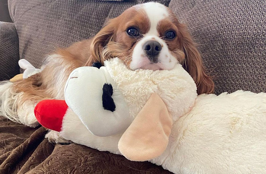 Sonny, a Cavalier King Charles spaniel