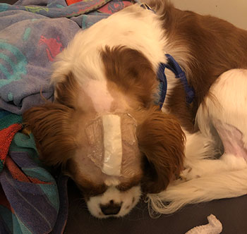 Sonny, a Cavalier King Charles spaniel, with a scar on his head. 