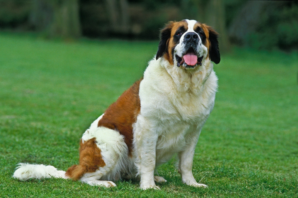 st bernard dog sitting in grass