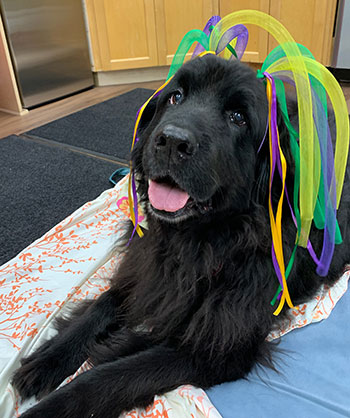 Lucy, a Newfoundland dog