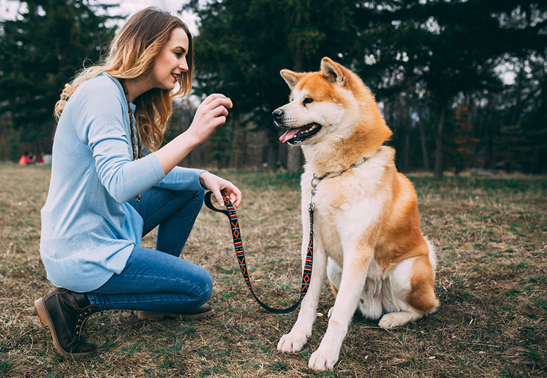 Akita dog training