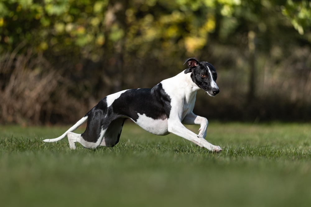 black and white whippet dog running