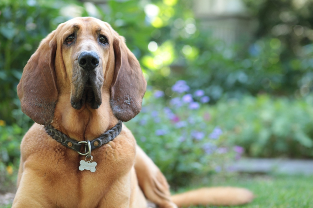 bloodhound dog lying outside