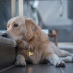 golden retriever looking out window