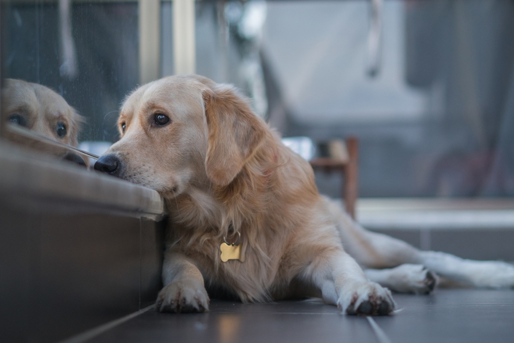 golden retriever looking out window