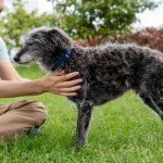 man with old dog in the grass