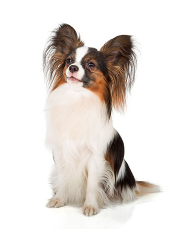 Papillon dog