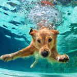 dog swimming underwater