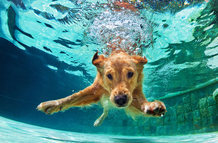 dog swimming underwater