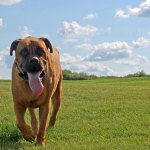 A bullmastiff in a field