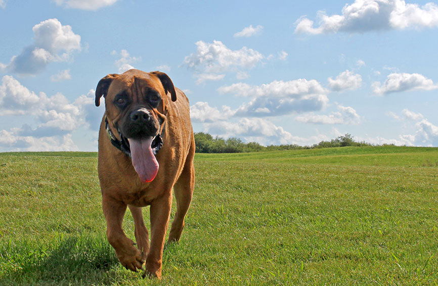 A bullmastiff in a field