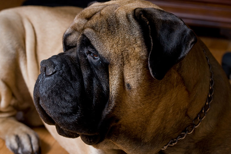 Bullmastiff head