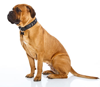 Bullmastiff with white background