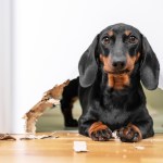 dachshund dog chewed through door