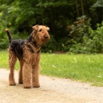 airedale terrier on a trail outside