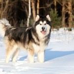 alaskan malamute standing in snow