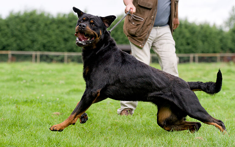 Rottweiler baring teeth