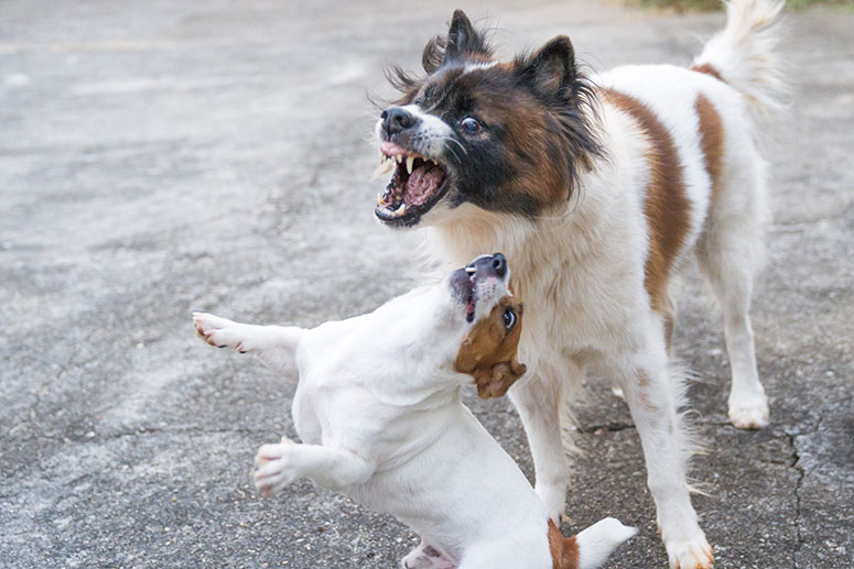 Dogs fighting