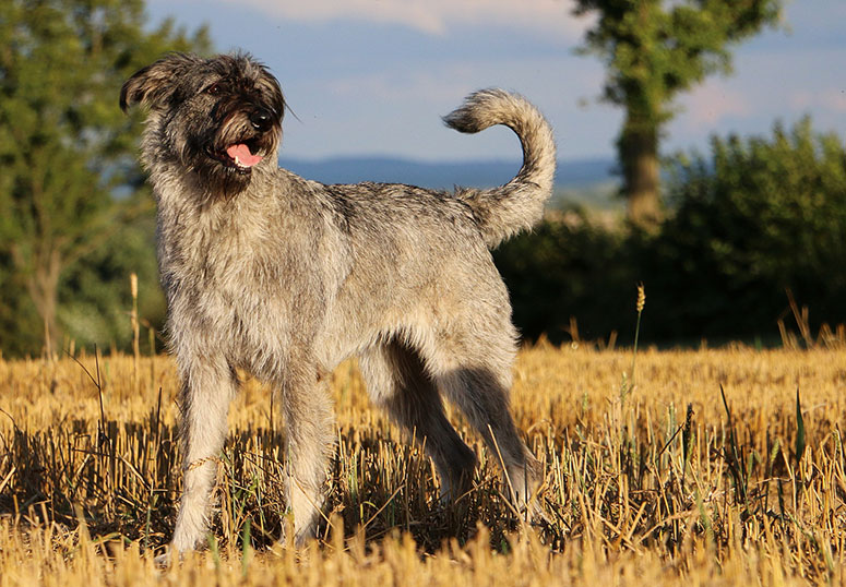 Giant Schnauzer