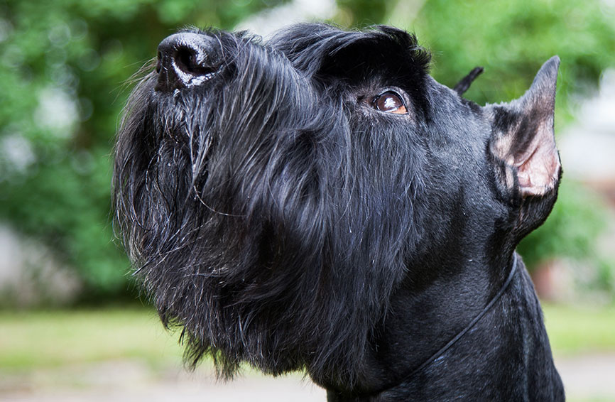 Giant Schnauzer head