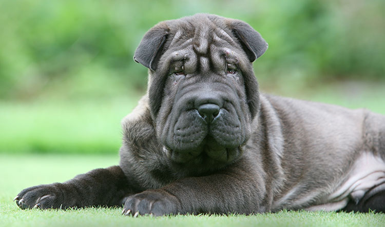 Black Shar-pei dog 