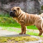 Shar-pei dog