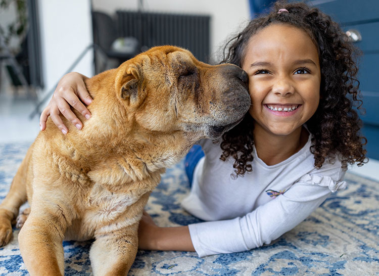 Shar-pei dog with child