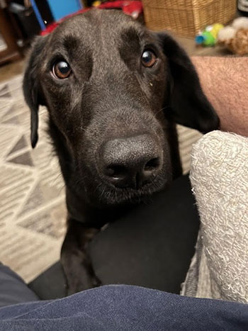 Chocolate labrador Walter.