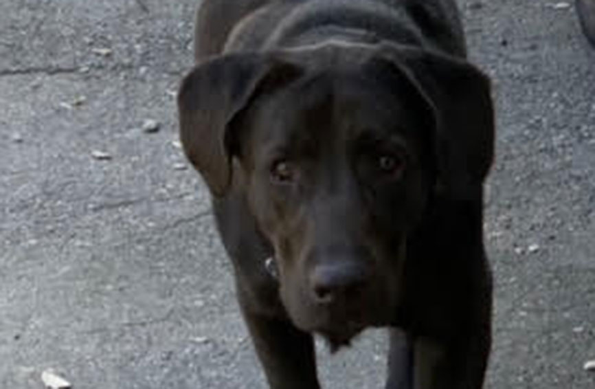 Chocolate labrador Walter.