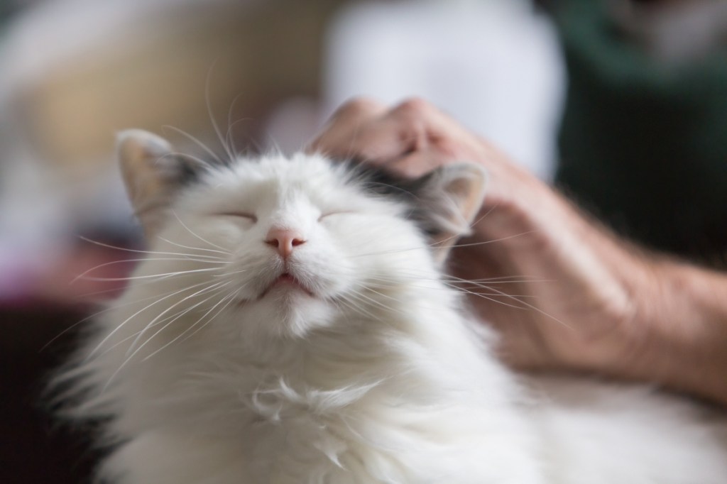 fluffy cat getting pet