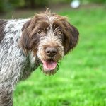 Wirehaired Pointing Griffon