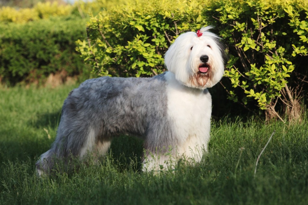 Freshly groomed old English sheepdog standing outside