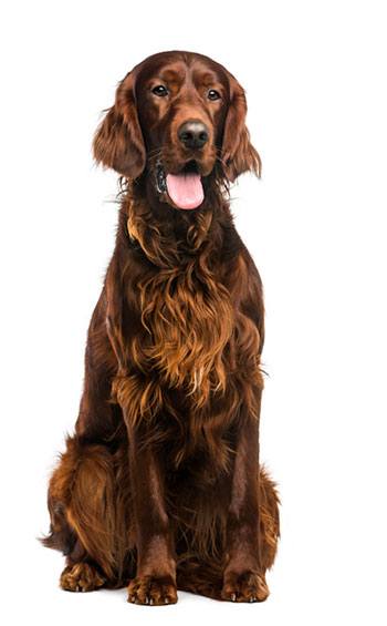 Irish Setter