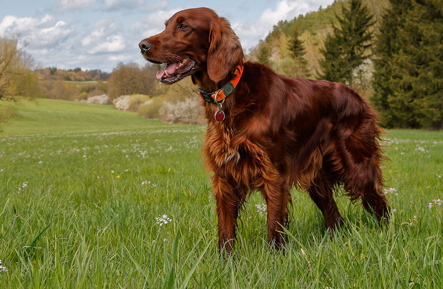 Irish Setter outside