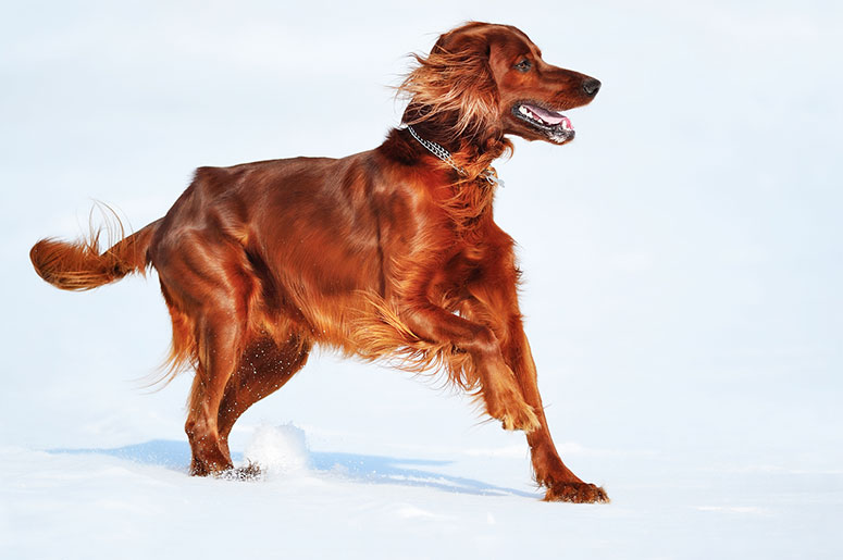 Irish Setter in snow