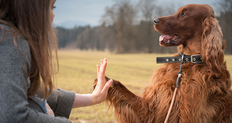 Irish Setter with woman