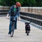 A dog running alongside a man on a bike.