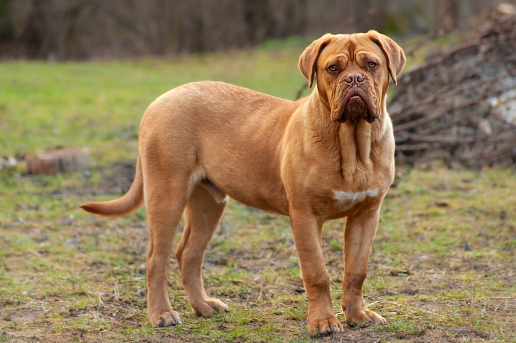 Dogue de bordeaux dog standing outside