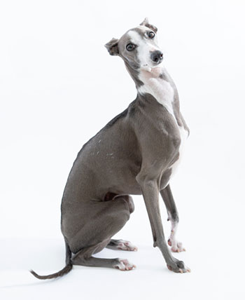 Italian greyhound