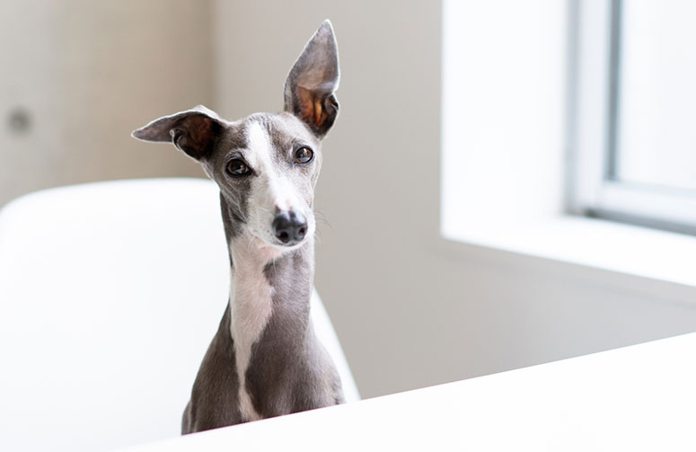 Italian greyhound