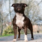 brown and white staffordshire dog standing outside on sidewalk