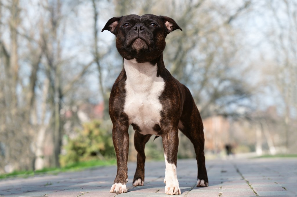 brown and white staffordshire dog standing outside on sidewalk