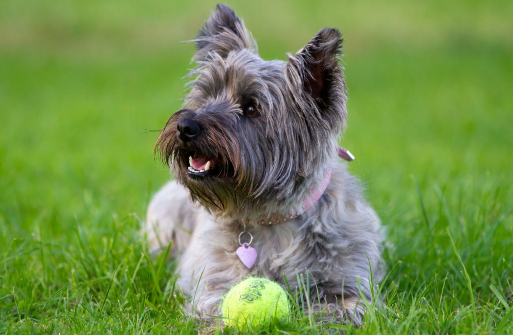 Cairn terrier with ball