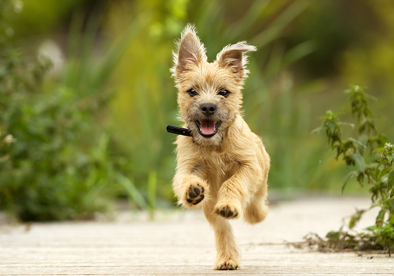 Cairn terrier running