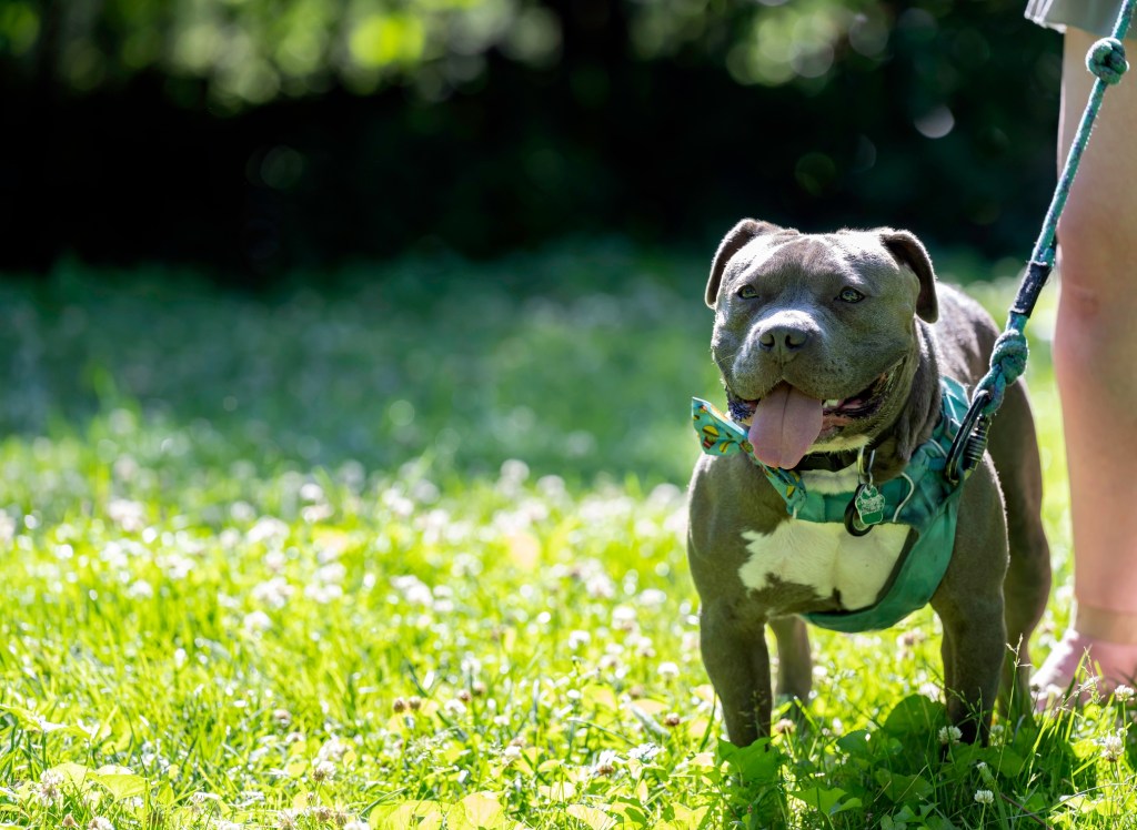 gray and white staffordshire dog on leash standing in grass