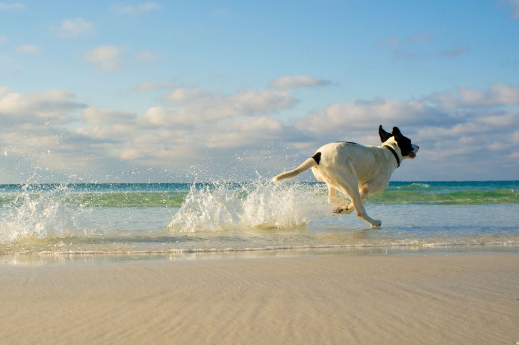 Dog running on a beach