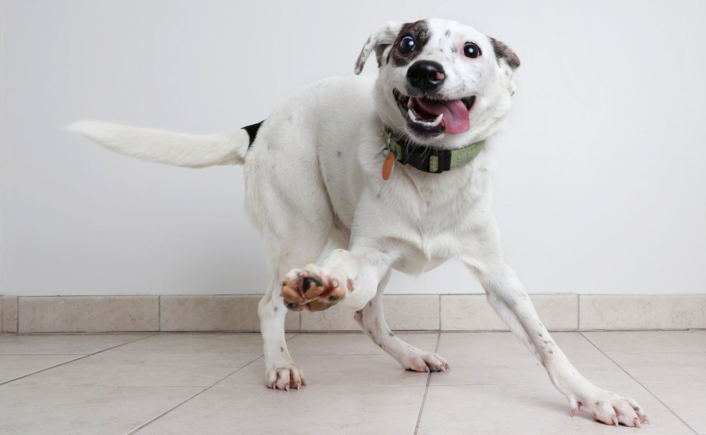 Energetic dog in the house 