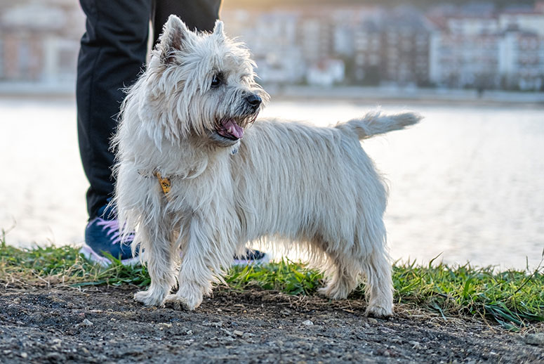 Cairn terrier white