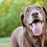 brown dog outside panting