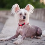 chinese crested dog lying on sidewalk